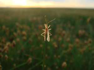 Grasshopper