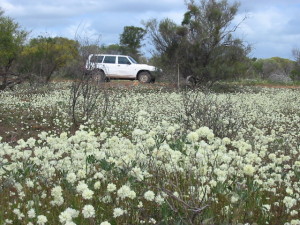 Self Drive Wildflower Routes