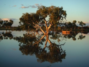 Yewlands Pool: Eucalyptus reflection in the heritage listed Wooleen wetlands.