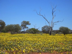 Wooleen Wildflowers
