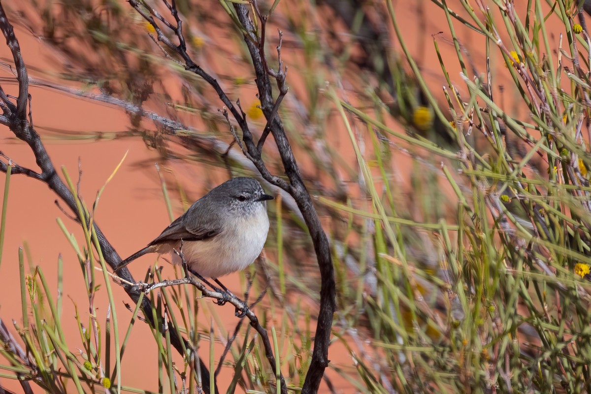 Wildlife And Birdlife – Wooleen Station