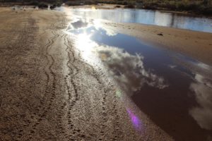 Turtle tracks in the Murchison river used to be rare, now they are common. Dingoes have removed the turtles major predator, the fox.