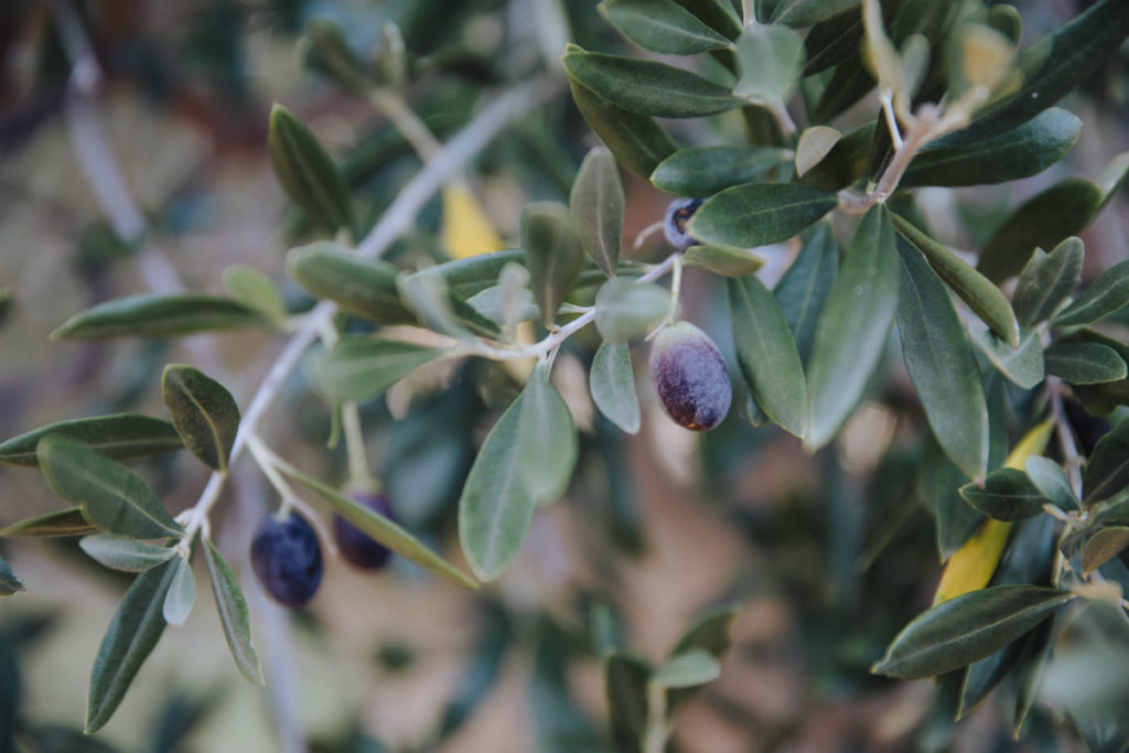Wooleen Homestead Olives
