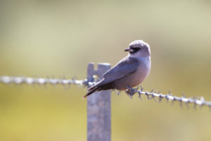 Wooleen Station Black-faced Woodswallow