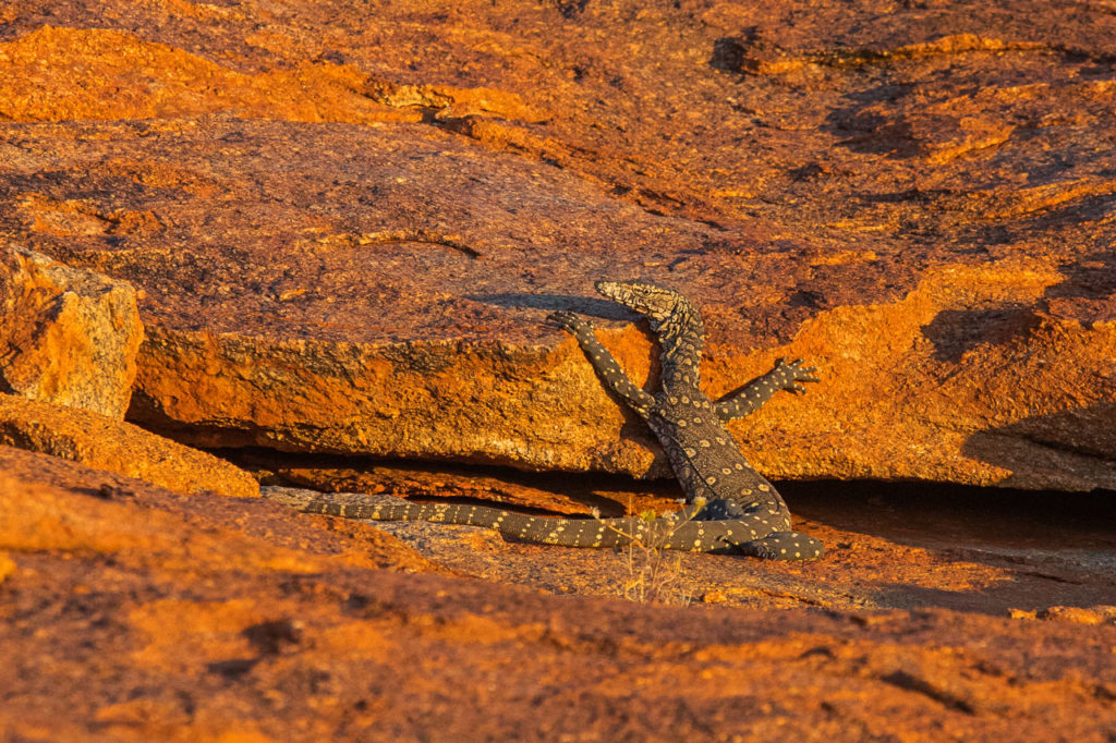 Australia’s largest monitor lizard, the perentie, enjoying the late afternoon sun at Wooleen Station. 