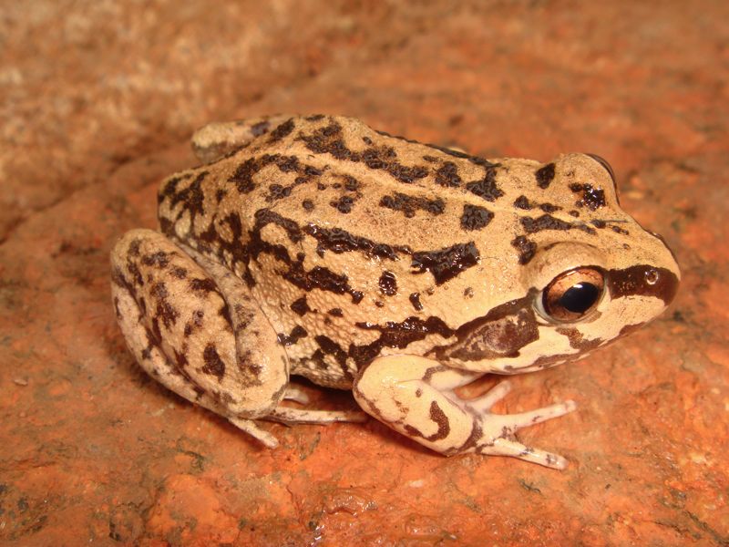 Banjo Frog at Woolen - Limnodynastes dorsalis