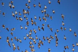 Flying Pinkeared Ducks
