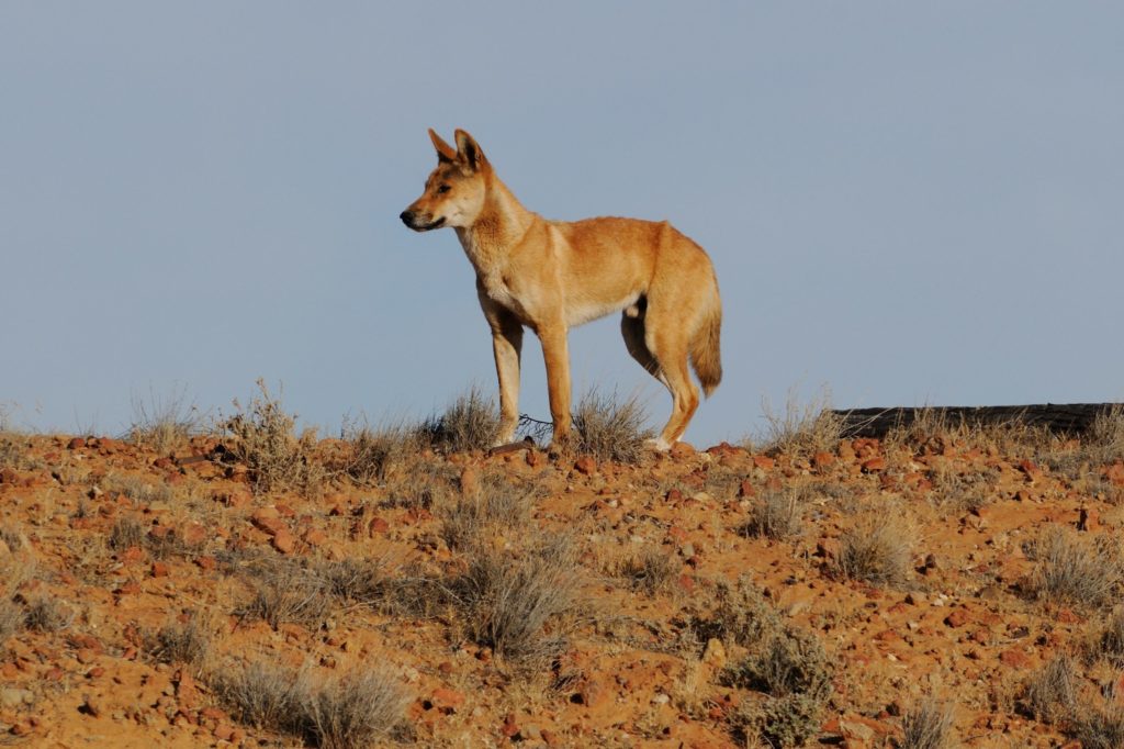 Dingo in the Rangelands