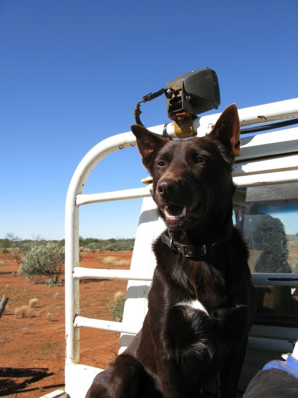 Working dogs are a feature of Australian station life